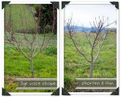 How To Prune Peaches Nectarines Almonds Country Trading Blog Peach Trees Growing Fruit Trees Trees To Plant