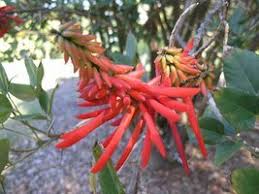 Image result for Erythrina livingstoniana