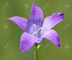 Image result for Campanulaceae