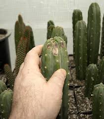 The particular armchair expert comparing photos from anonymous sources in the us and. San Pedro Cactus Trichocereus Pachanoi Peruvianus Peruvian Torch Cacti