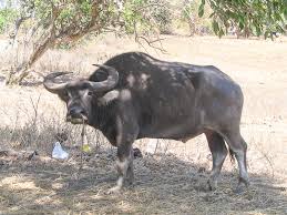 Tanken sie kraft mit belebender energie. Carabao Definition Und Synonyme Von Carabao Im Worterbuch Spanisch