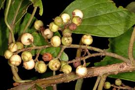 Image result for Maesa lanceolata