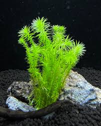 Image result for Mayaca