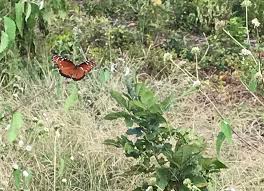How do bees and butterflies help flowers. Roadside Flowers To Help Bees Butterflies As Georgia Grown Policy Supports Farmers Saportareport