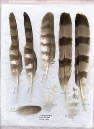 Though we are viewing the bird from the side and not from. Cooper S Hawk Dorsal Hawk Feathers Feather Feather Meaning