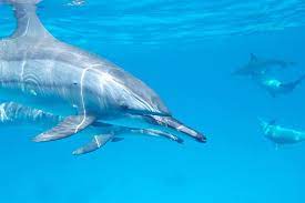 Generally dolphins will not remain more than half a minute submerged underwater before returning to the surface. How Long Can Dolphins Hold Their Breath Wildlife Informer