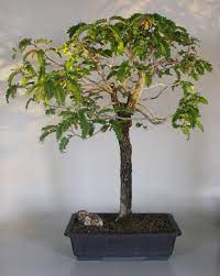 Bonsai Boy K6490 Flowering Tamarind Bonsai Tree Tamarindus Indica