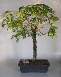 Hello friends i am ayan nd this tamarind bonsai was in my collection since 2016, with time it changes, i don't even notice the massive growth. Flowering Tamarind Bonsai Tree Tamarindus Indica