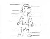 Preschoolers of the human body coloring pages are a fun way for kids of all ages to develop creativity, focus, motor skills and color recognition. Human Body Coloring Pages Worksheets Teaching Resources Tpt