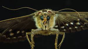 Getting rid of bagworms requires a combination of manual and chemical procedures. How To Get Rid Of Plaster Bagworms Naturally Home Remedies Bugwiz
