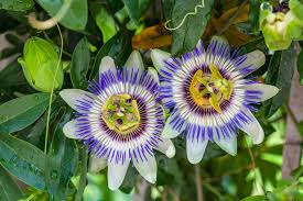 Check spelling or type a new query. Blue Passion Flower Vine Desert Horizon Nursery