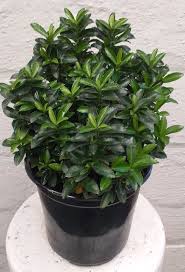 Image result for Eriocephalus microphyllus