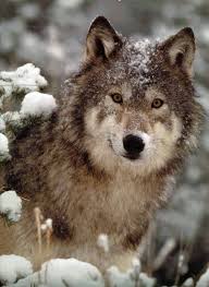 Beautiful Black And Brown Wolf Black White Wolf Page 5 German Shepherd Dog Forums Wolf Love Wolf Pictures Wolf Totem