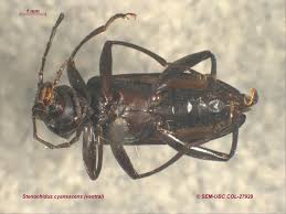 Image result for Nicolasia stenoptera