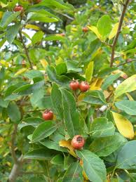 Image result for Craibia grandiflora