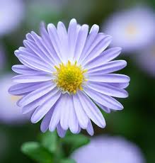 Image result for Asterochaete