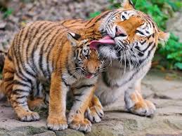 With tenor, maker of gif keyboard, add popular cute tiger cub animated gifs to your conversations. Top Ten Tiger Facts Earth Rangers Where Kids Go To Save Animals