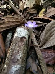 Image result for Voyria