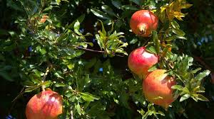 Pomegranate fruits are rich source of minerals (iron, calcium, copper, potassium however the plants and their fruit are very different and pomegranates would not be considered a citrus. Chinese Market Opens To Uzbek Pomegranates Produce Report