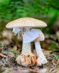 Image result for Blotiella currorii