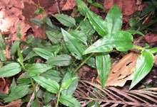 Image result for Aneilema nyasense