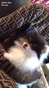 Jeffree Star Jeffree Star Jefree Star Dogs