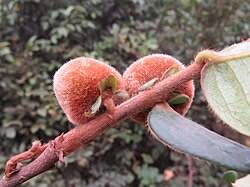 Image result for Diospyros truncatifolia