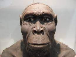 Homo rudolfensis | 10000 mal angeklickt am 25.12.2012. Danke… | Flickr