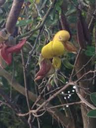 Image result for Crotalaria capensis