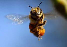 Utah State Insect Honey Bee Bee Spirit Animal Spirit Animal Totem Bee