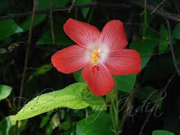 Image result for Abelmoschus