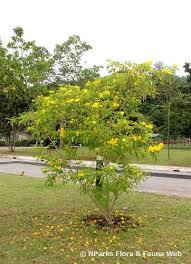 Image result for Tecoma stans