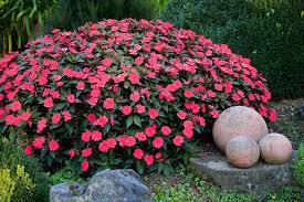 Image result for Impatiens wallerana