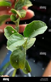 Image result for Astripomoea