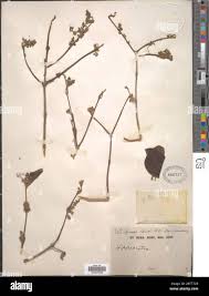 Image result for Hippocratea goetzei