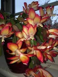 Christmas cactus cuttings are easy to root in water. Christmas Cactus Samba Brazil Red Yellow Flowers 5 Double Segments Christmas Cactus Christmas Cactus Plant Holiday Cactus