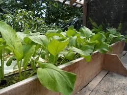 Cara menanam sawi hijau pakai pot di rumah. Budidaya Sawi Hijau Di Rumah Jurustani