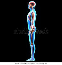 These are also a number of other organs that work together with these vital organs to ensure that the body is. Male Torso With Muscles And Organs Back View Stock Photo C Life Science 922207 Stockfresh