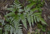 Image result for Arachniodes webbiana