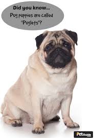 This is a pug pup ready to jump into your arms and load you with puppy kisses. Pug Dog Breed Information And Pictures Petguide