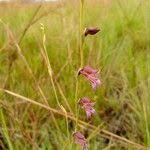 Image result for Gladiolus unguiculatus