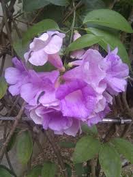 Image result for Mansoa