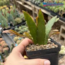 Image result for Euphorbia ramulosa