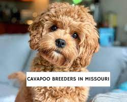 Cavapoo puppies are cute and adorable but there is a dark side to buying a puppy. 4 Best Cavapoo Breeders In Missouri 2021 We Love Doodles
