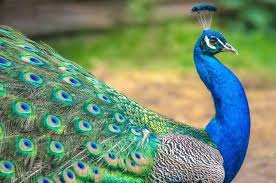 RRI.co.id - Keindahan dan Keunikan Burung Khas Nusantara