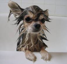 Here S My Recipe For A Diy Dog Shampoo Diy Dog Shampoo Homemade Dog Shampoo Diy Dog Stuff