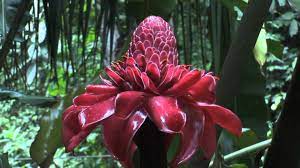 Stock Footage Tropical Fruit Plant In A Rain Forest In Costa Rica Rainforest Flowers Fruit Plants Plants