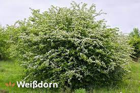 Weissdorn Anwendung Wirkung Inhaltsstoffe Heilpflanze Crataegus Das Grosse Deutsche Bach Bluten Portal