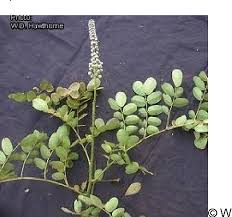 Image result for Flabellaria paniculata
