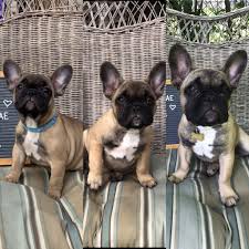 There are millions of homeless dogs across the country, many of which are. French Bulldog Puppies 1 Day Old Pets Lovers